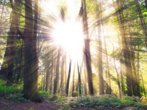 One 45 minute session